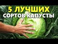 Лучшие сорта капусты: какой сорт капусты выбрать для посадки