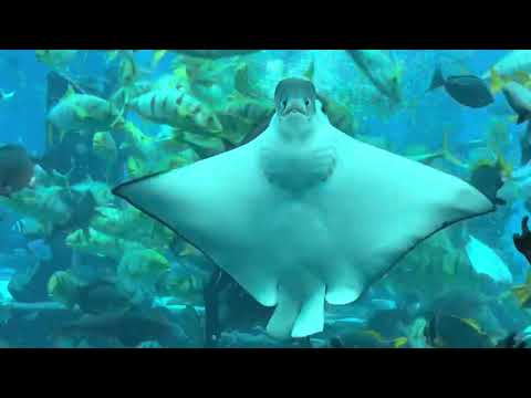 Feeding  Fish | The Palm Atlantis Dubai | The Lost Chambers Aquarium