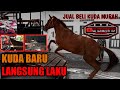 Berburu Kuda Di Jawa Tengah - BELI LANGSUNG LAKU!!