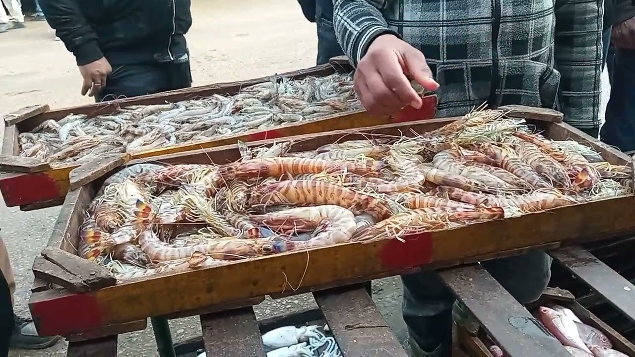 حلقه اسماك المعديه السيد ابوالمجد ابو فريده 