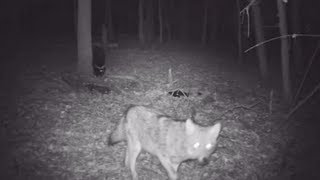 Skunk Backs Down Coyote - No Spray