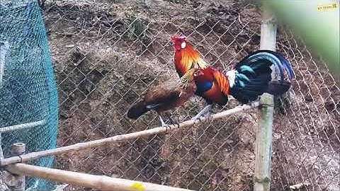 Cận cảnh vẻ đẹp của gà rừng rặc gáy hay|Gà Rừng Miền Núi