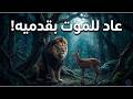 الفريسة التي عادت لجلادها بمحض إرادتها لن تصدق ماذا فعل الأسد في النهاية وثائقي للنوم