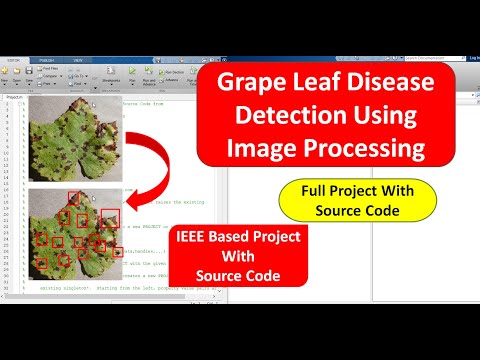 Grape Leaf Disease Detection Using Image Processing Code | Leaf Disease Detection Using Matlab Code
