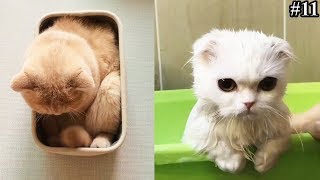 CUTE & FUNNY CATS COMPILATION VIDEO YOU MUST SEE || FUNNY CAT VIDEOS #11