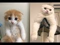 子猫から成猫に成長をした姿&仕草がなんかほっこりして和む♡～The appearance of growing from kittens to adult cats is healed.