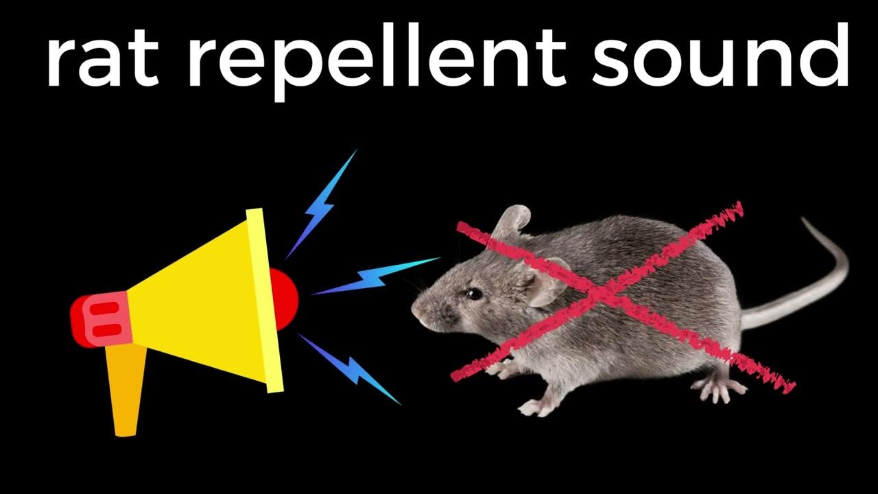 rats in wall sound Ultrasonic Mouse and Rat Repellent & rat repellent