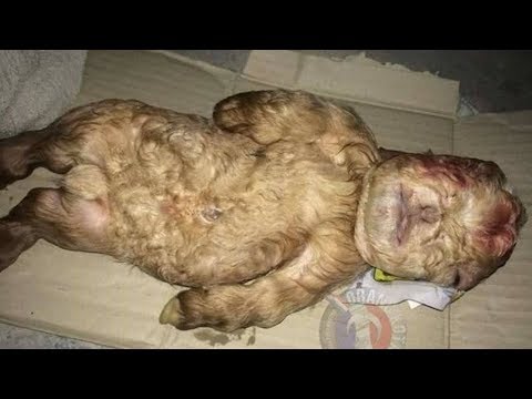 Video: Ein Kind Mit Menschlichem Gesicht Wurde In Malaysia Geboren - Alternative Ansicht