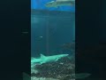 AQUARIUM FISHES #ocean