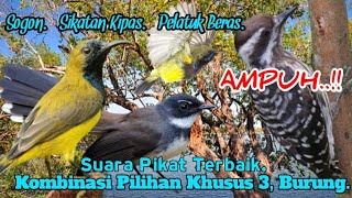 SUARA PIKAT BURUNG,‼️SOGON. SIKATAN KIPAS. PELATUK BERAS. TERBAIK..