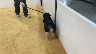 30-5 spot gilt