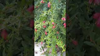 Flowering in Pomegranate .