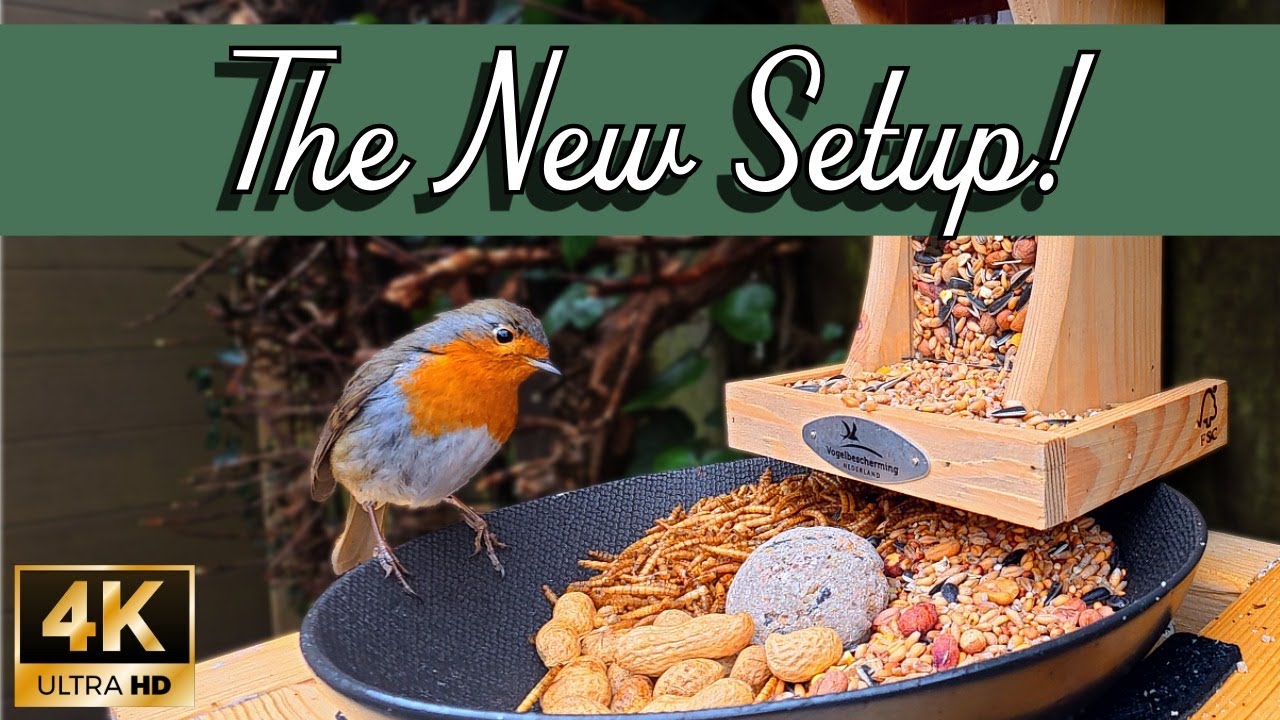 Testing the NEW Bird Feeder! Who is the First Brave Visitor?