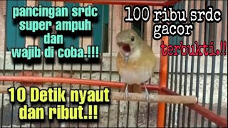 pancingan srdc wajib bunyi.! srdc gacor, srdc ngeplong, srdc nyuling, srdc ngeriwik, srdc bali gacor