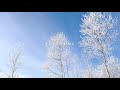 Dear Snow(嵐)[cover]