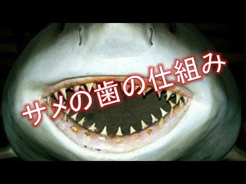 サメの歯の仕組み - YouTube