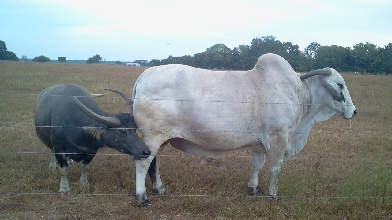 Buffalo and Bull Friendship - Toro y bufalo son amigos