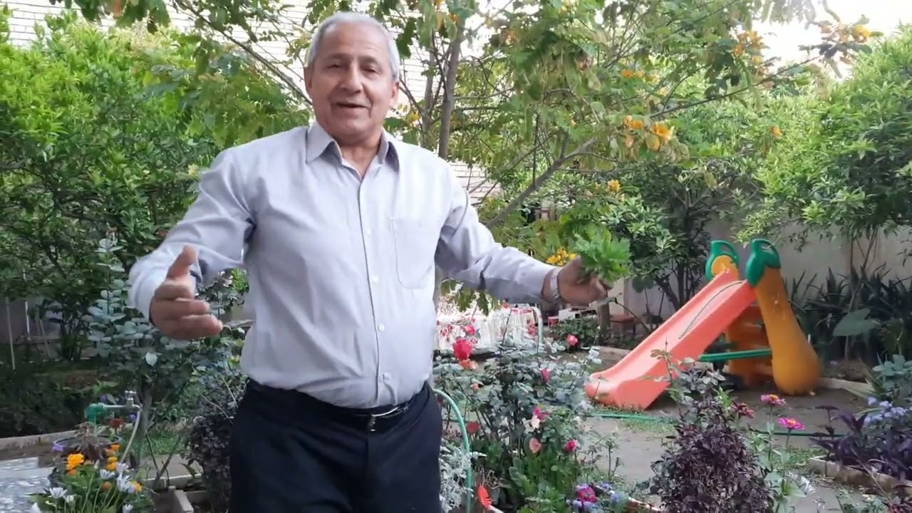 عطر الشاي او العِطره #tea_rose طريقة الاعتناء وطريقة التكاثر