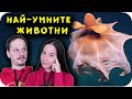 Топ 10 НАЙ-УМНИ ЖИВОТНИ на СВЕТА