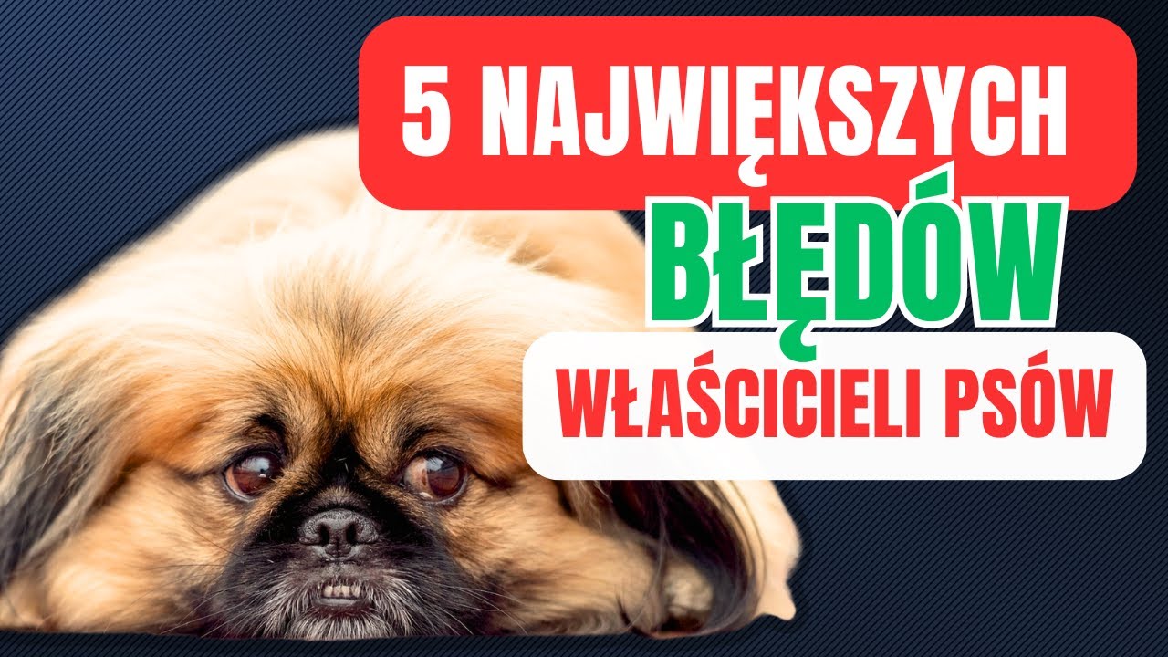 5 błędów, które popełnia większość właścicieli psów