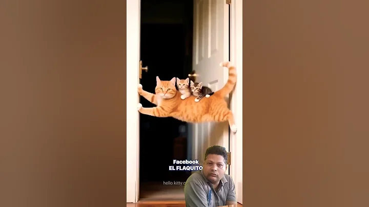 Video 10900451: cat pet fun cute, cat cute funny pet