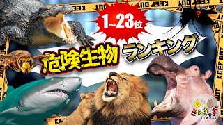 【危険生物ランキングTop23】危険な生き物ランキング 1位はとっても身近なあの生き物？！【危険生物図鑑】動物 海の生き物 昆虫