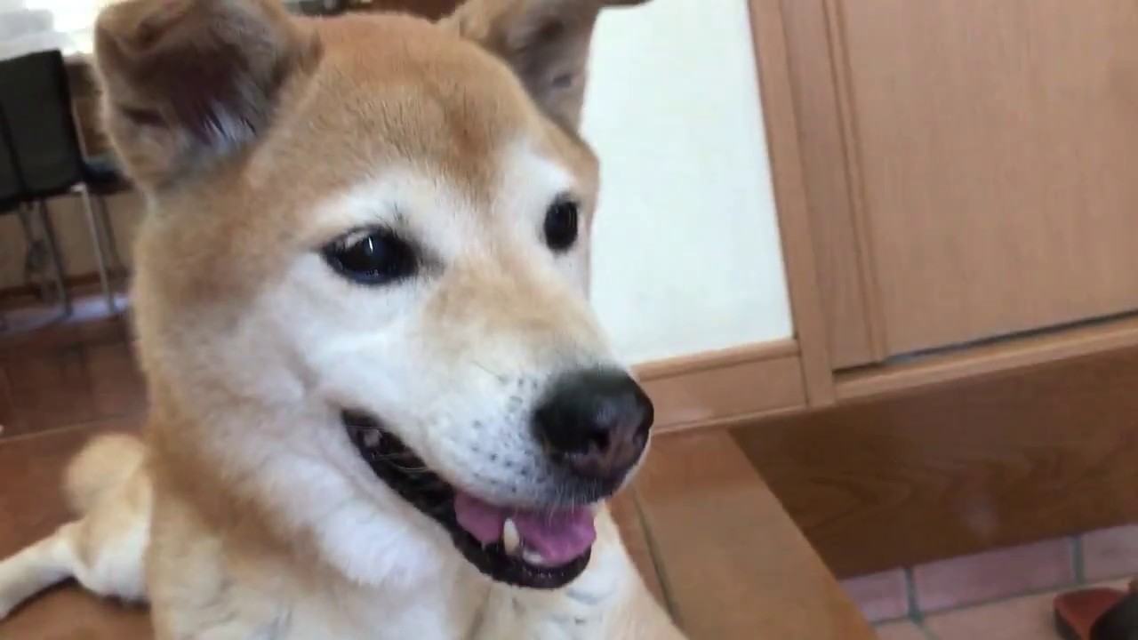 雑種犬モカ 超かわいい 小窓の隙間から外を眺めた後 あくびをして眠そうになったかと思えば まだまだ元気な様子 小寺健太のペット Youtube