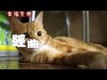 [幸福泉源]經典笑話-7...保證笑到拍桌大笑的經典笑話又來了........