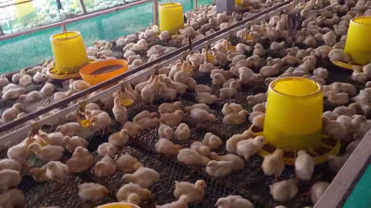 berapa kapasitas ayam per meter di kandang rak dan postal