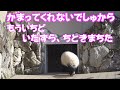 恐るべきIQの楓浜、飼育員さんにかまってくれないので、仕返しをして帰宅