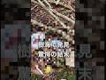 閲覧注意な映像が含まれます