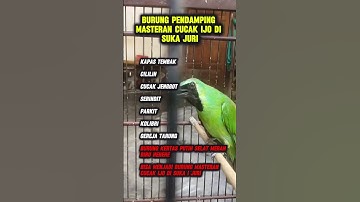 cucak ijo masteran #cucakijo