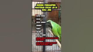 cucak ijo masteran #cucakijo