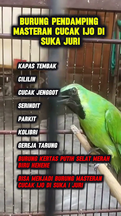 cucak ijo masteran #cucakijo