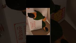 Unboxing with Caiques who love boxes!