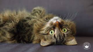 Carmen Act II No. 14 Couplets feat. cats | Traditional Dramatic Instrumental Music
