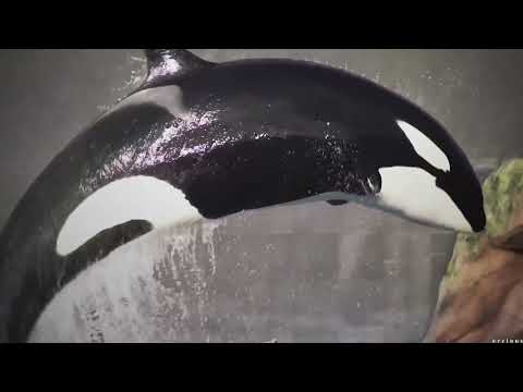 Those Poor Unamerican Girls