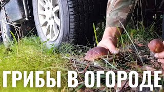 ПЫТАЮСЬ РАЗМНОЖИТЬ ГРИБЫ ВОЗЛЕ ДОМА (САМЫЙ НЕОБЫЧНЫЙ СПОСОБ)