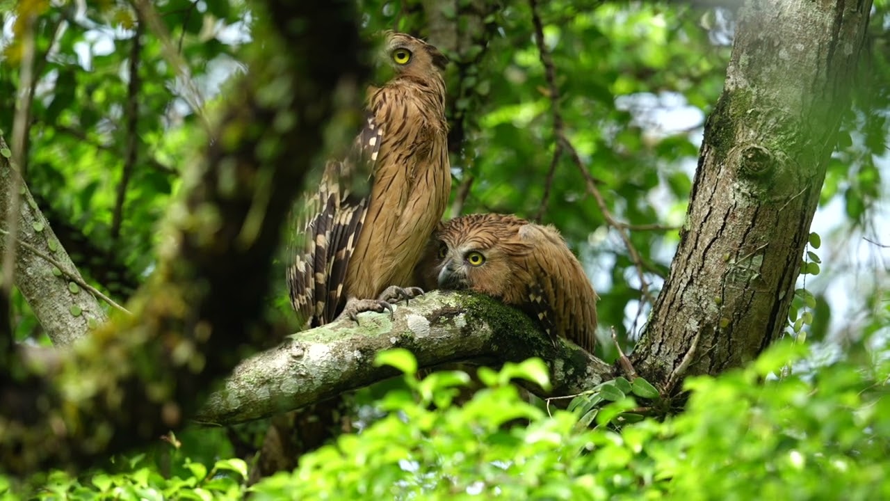 Buffy Fish Owl