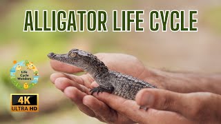 🐊 Alligator Life Cycle for Kids | 🥚 From Egg to Swamp King! | Animal cience for Elementary Students