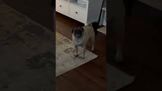 Dog's Humorous Ambulance Impersonation