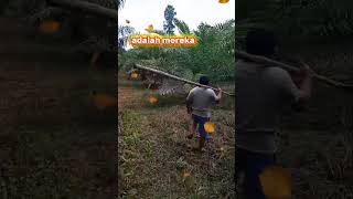 #sawit #proses pencarian buah sawit