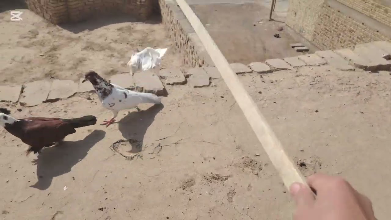 اليوم جوله على الطيور الحمام  انطونه رايكم بل طيور