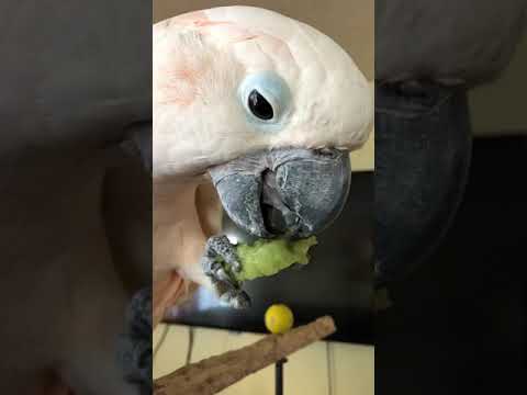 cockatoo price ph MaX Maxxy MaX so delicately getting them yummys