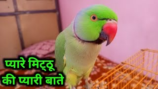 Indian Ringneck Parrot Talking _ Mummy Papa bolne wala tota _ Talking Parrot _ (⁠θ⁠‿⁠θ⁠)