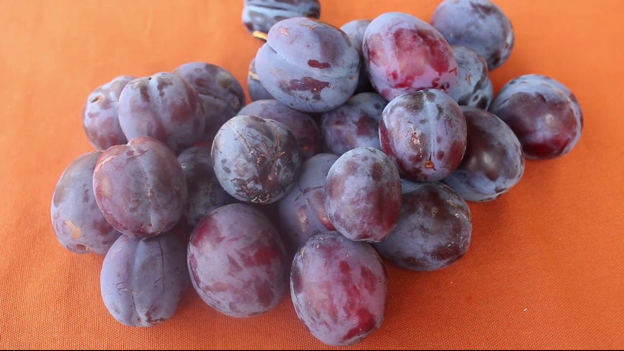 Prune 4 in the Koanga Collection