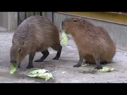 カピバラとペリカン 東武動物公園 - YouTube