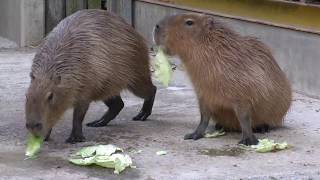カピバラとペリカン 東武動物公園 - YouTube