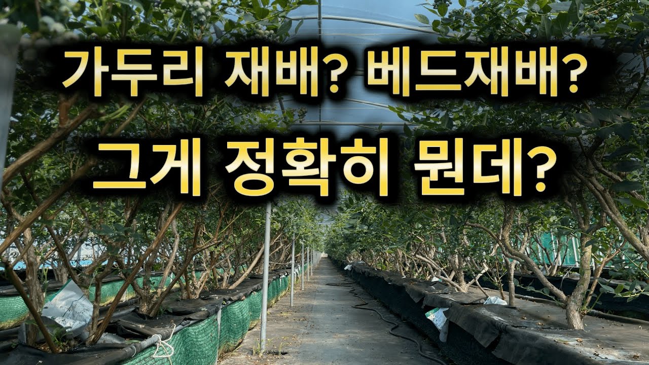 블루베리 가두리 재배 3년차, 장단점 확실하게 정리해드립니다.