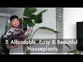 5 Favorite Common Houseplants | Affordable and Beautiful Indoor Plants